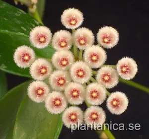 Hoya sipitangensis EKW97-010 rotad köp hos Plantanica webbutik