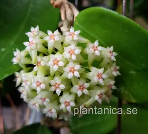 Hoya sp NS 07-193 - rotad köp hos Plantanica webbutik