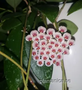 Hoya walliniana EKW97-011 rotad köp hos Plantanica webbutik