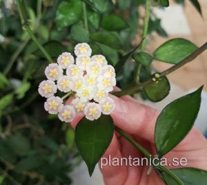Hoya lacunosa Tove rotad köp hos Plantanica webbutik