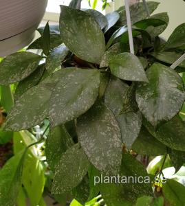 Hoya sp Moyog Sabah - rotad köp hos Plantanica webbutik