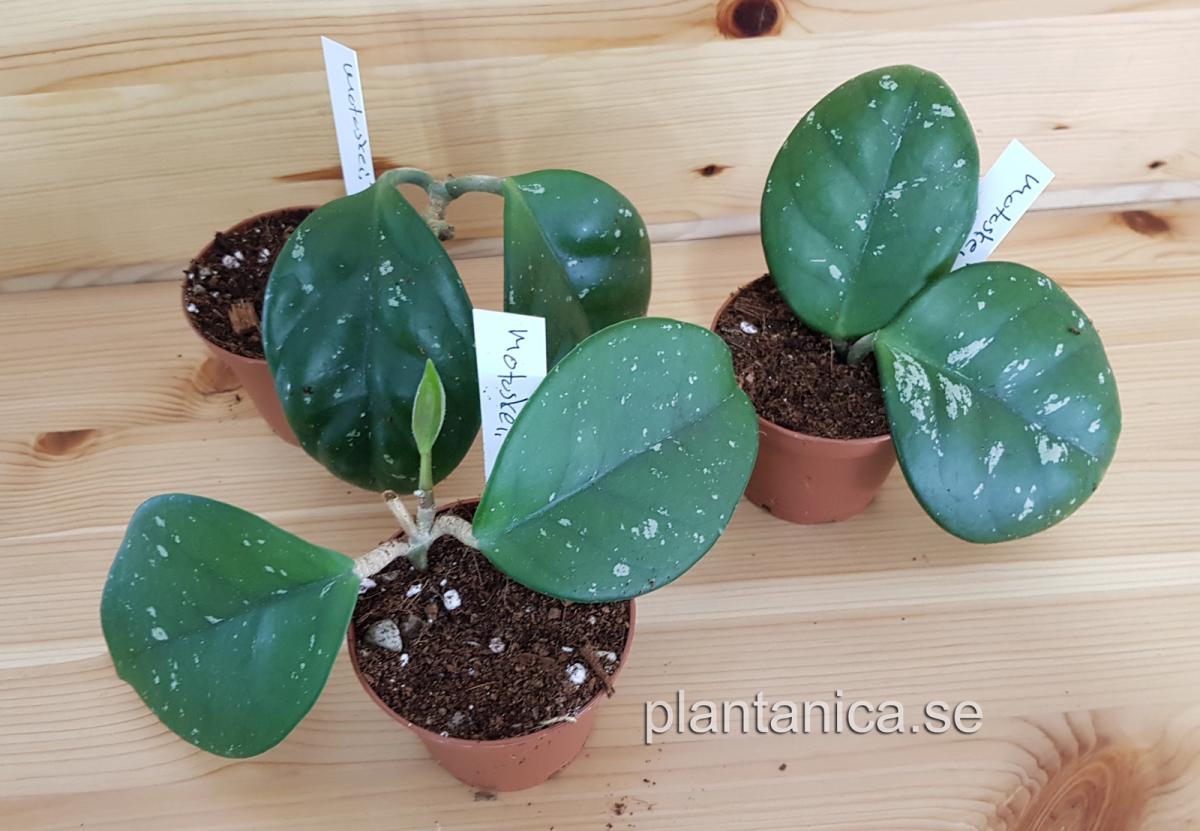 Hoya motoskei rotad köp hos Plantanica webbutik