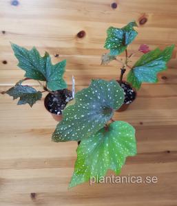 Begonia astrida - planta köp hos Plantanica webbutik