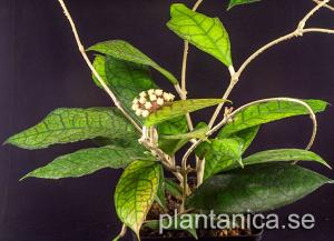 Hoya finlaysonii Nova rotad köp hos Plantanica webbutik