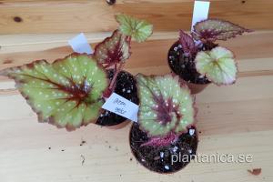 Begonia green gecko - planta köp hos Plantanica webbutik