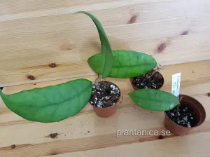 Hoya finlaysonii Landkawi TN 99-020 - rotad köp hos Plantanica webbutik