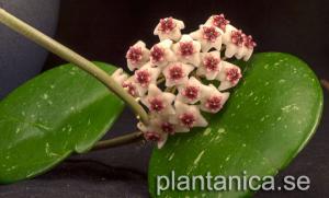Hoya obovata IML 269 rotad köp hos Plantanica webbutik