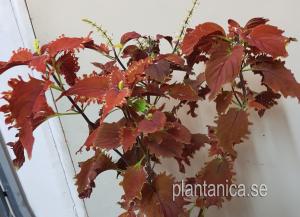 Coleus - Palettblad NN rost-röda volanger - frö köp hos Plantanica webbutik