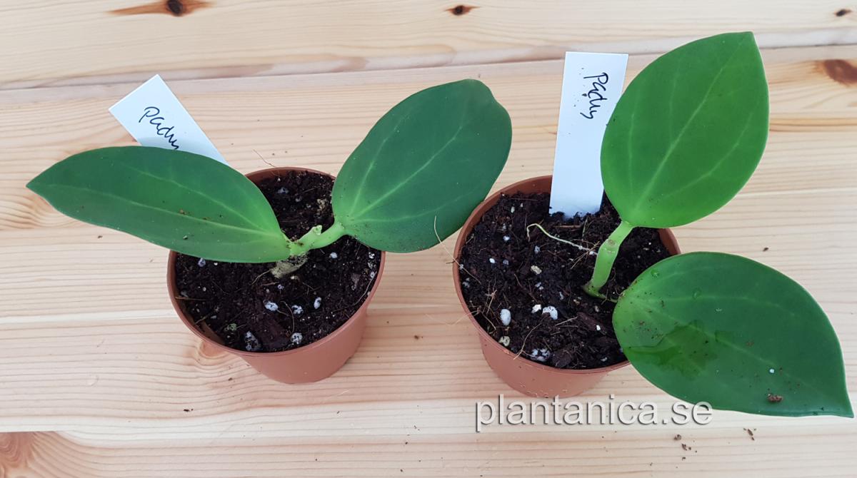 Hoya pachyclada white subquintuplinervis- rotad köp hos Plantanica webbutik