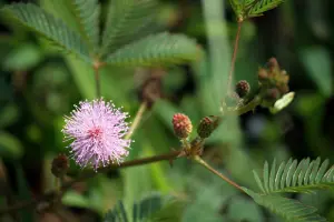 Mimosa pudica - Rör mig ej - frö köp hos Plantanica webbutik