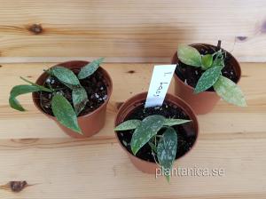 Hoya lacunosa Laos- rotad köp hos Plantanica webbutik