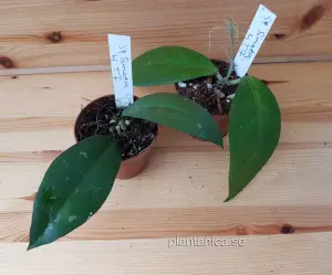 Hoya sp Sumatra 4 T7 - rotad köp hos Plantanica webbutik