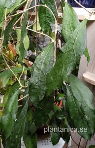 Hoya clemensiorum rotad köp hos Plantanica webbutik