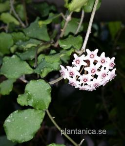 Hoya kanyakumariana - rotad köp hos Plantanica webbutik