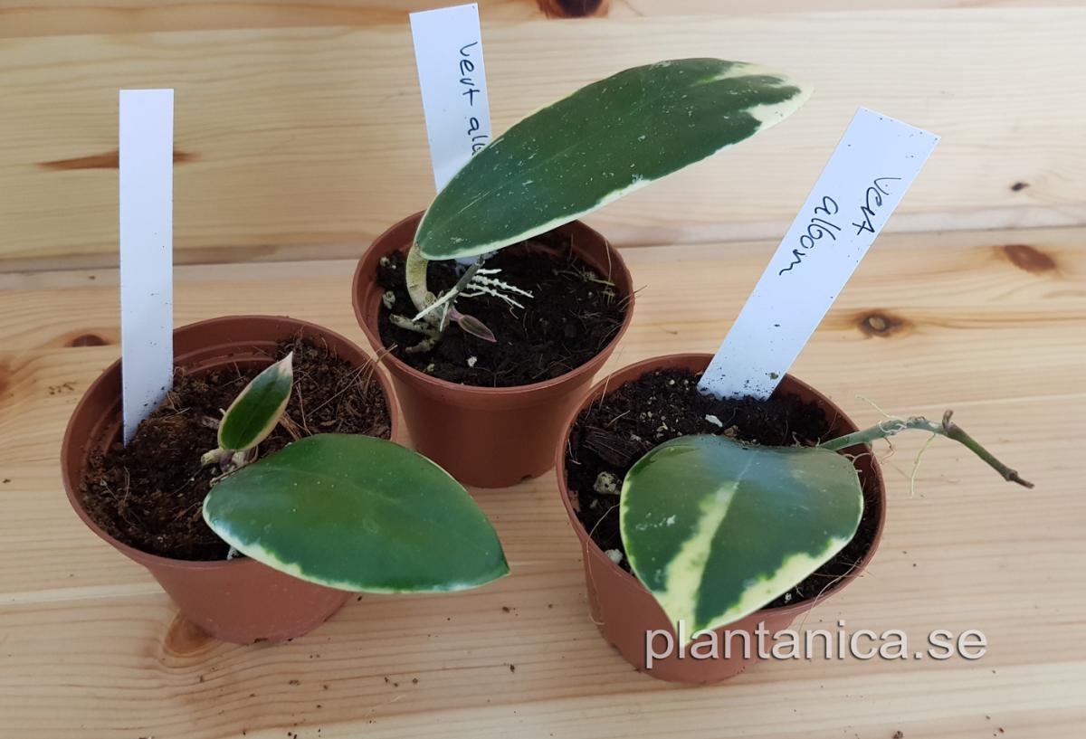 Hoya verticillata albomarginata rotad köp hos Plantanica webbutik