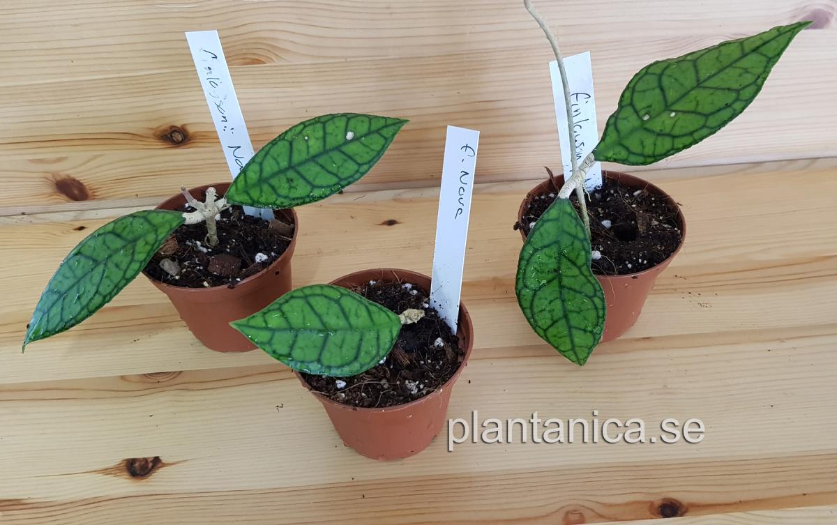 Hoya finlaysonii Nova rotad köp hos Plantanica webbutik