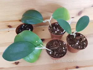 Hoya sp NS 07-224- rotad köp hos Plantanica webbutik