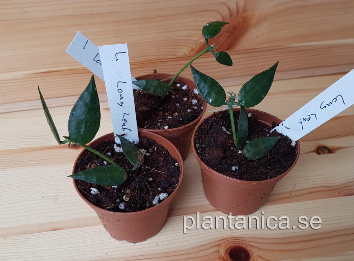 Hoya lacunosa long leaf rotad köp hos Plantanica webbutik