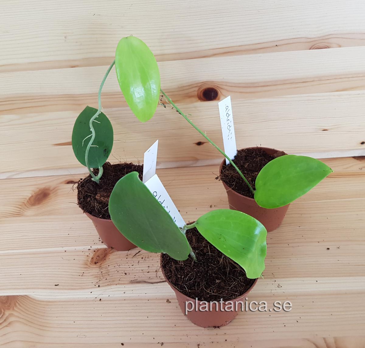 Hoya aldrichii rotad köp hos Plantanica webbutik