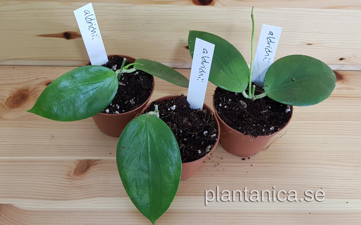 Hoya aldrichii rotad köp hos Plantanica webbutik