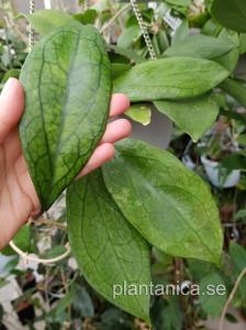 Hoya cv Jennifer - rotad köp hos Plantanica webbutik