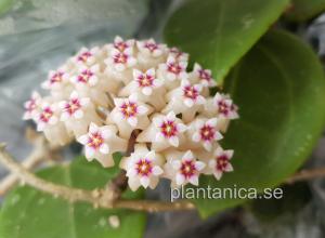 Hoya verticillata RB mini - rotad köp hos Plantanica webbutik