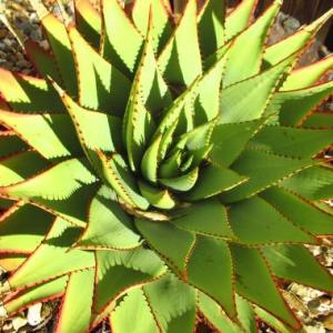 Aloe broomii - frö köp hos Plantanica webbutik
