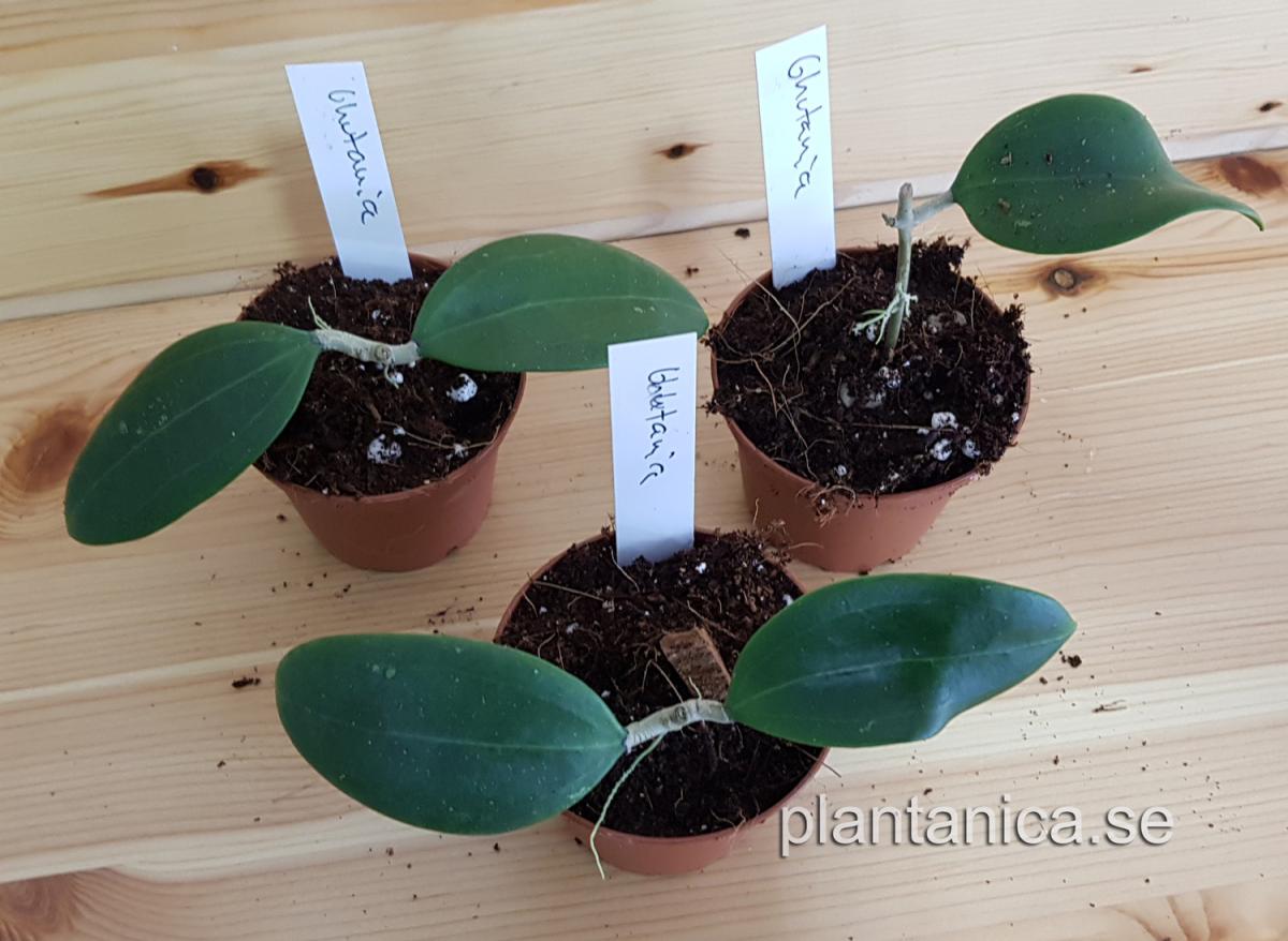 Hoya bhutanica rotad köp hos Plantanica webbutik