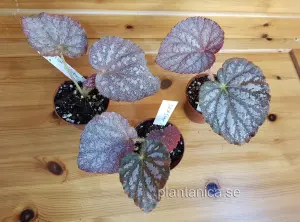 Begonia Rex Solid Silver - planta köp hos Plantanica webbutik