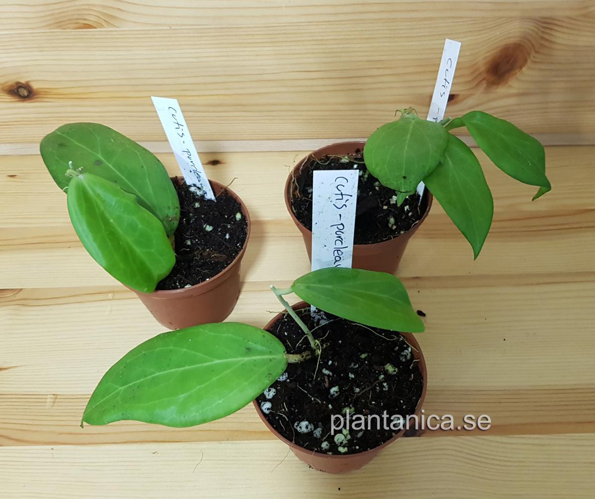 Hoya cutis-porcelana - rotad köp hos Plantanica webbutik