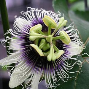 Passiflora edulis - passionsblomma - frö köp hos Plantanica webbutik