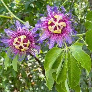 Passiflora cincinnata - frö köp hos Plantanica webbutik