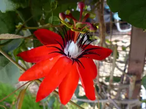 Passiflora coccinea - frö köp hos Plantanica webbutik