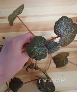 Begonia boomer - orotad stickling köp hos Plantanica webbutik