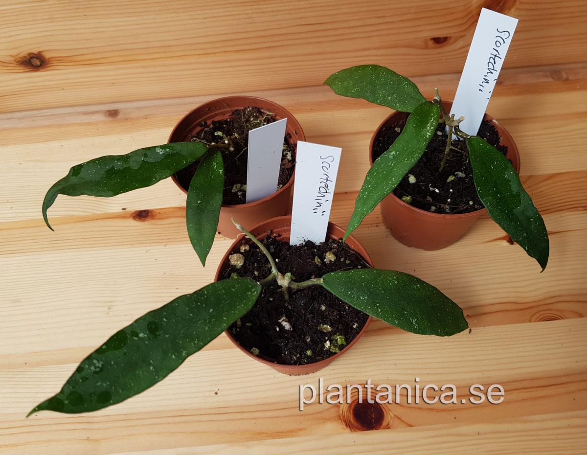 Hoya scortechinii - rotad köp hos Plantanica webbutik