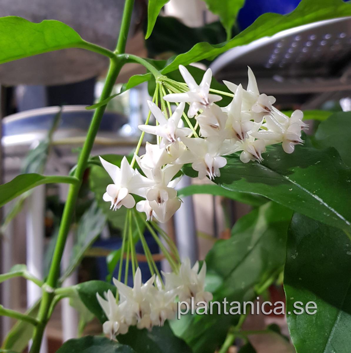 Hoya lockii rotad köp hos Plantanica webbutik