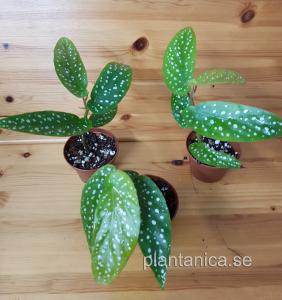 Begonia albo-picta - Änglavinge - planta köp hos Plantanica webbutik