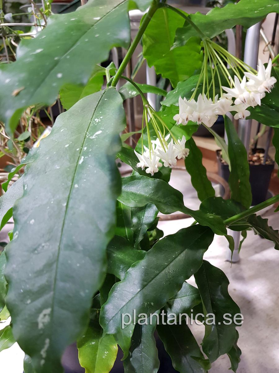 Hoya lockii rotad köp hos Plantanica webbutik