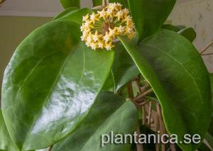 Hoya surigaoensis EG 00897 rotad köp hos Plantanica webbutik