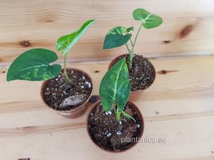 Syngonium podophyllum Aurea - liten planta köp hos Plantanica webbutik