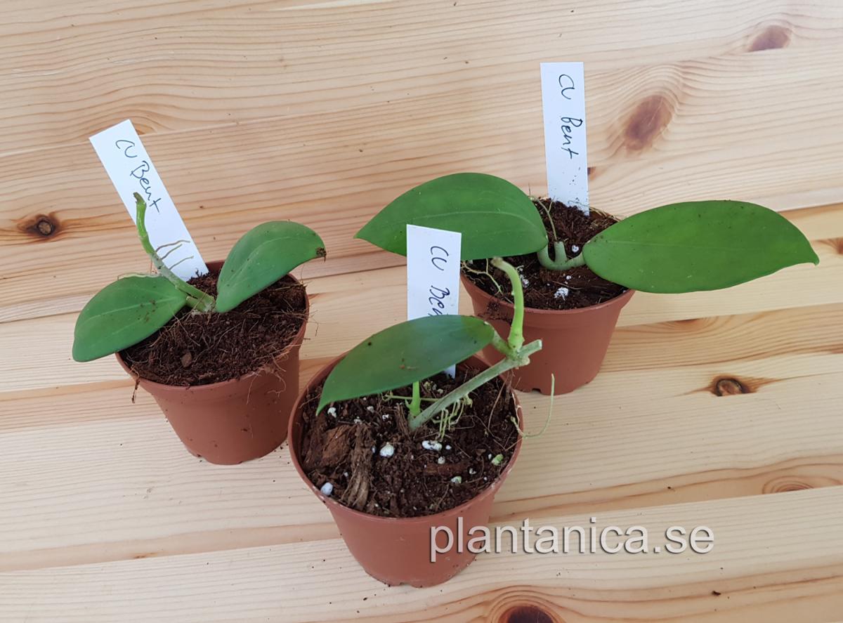 Hoya cv Bent - rotad köp hos Plantanica webbutik
