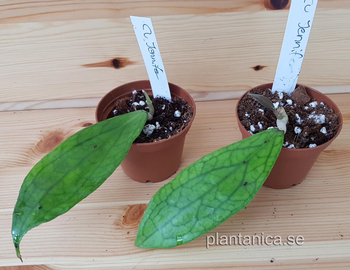 Hoya cv Jennifer - rotad köp hos Plantanica webbutik