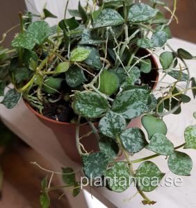 Hoya curtisii - rotad köp hos Plantanica webbutik