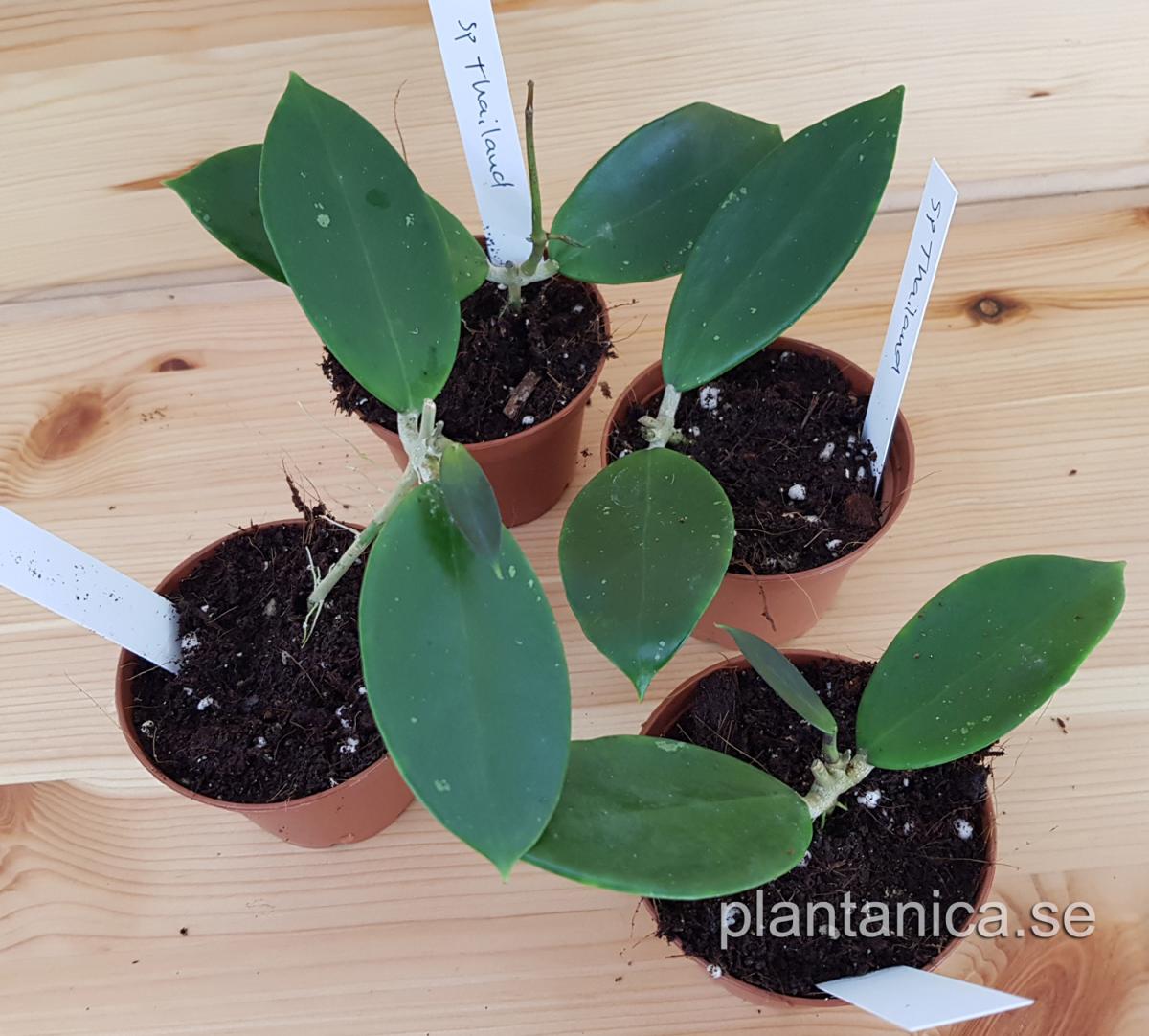 Hoya sp Thailand rotad köp hos Plantanica webbutik