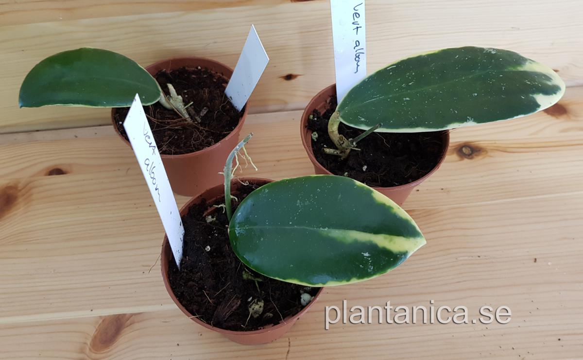 Hoya verticillata albomarginata rotad köp hos Plantanica webbutik