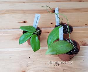 Hoya cutis-porcelana - rotad köp hos Plantanica webbutik