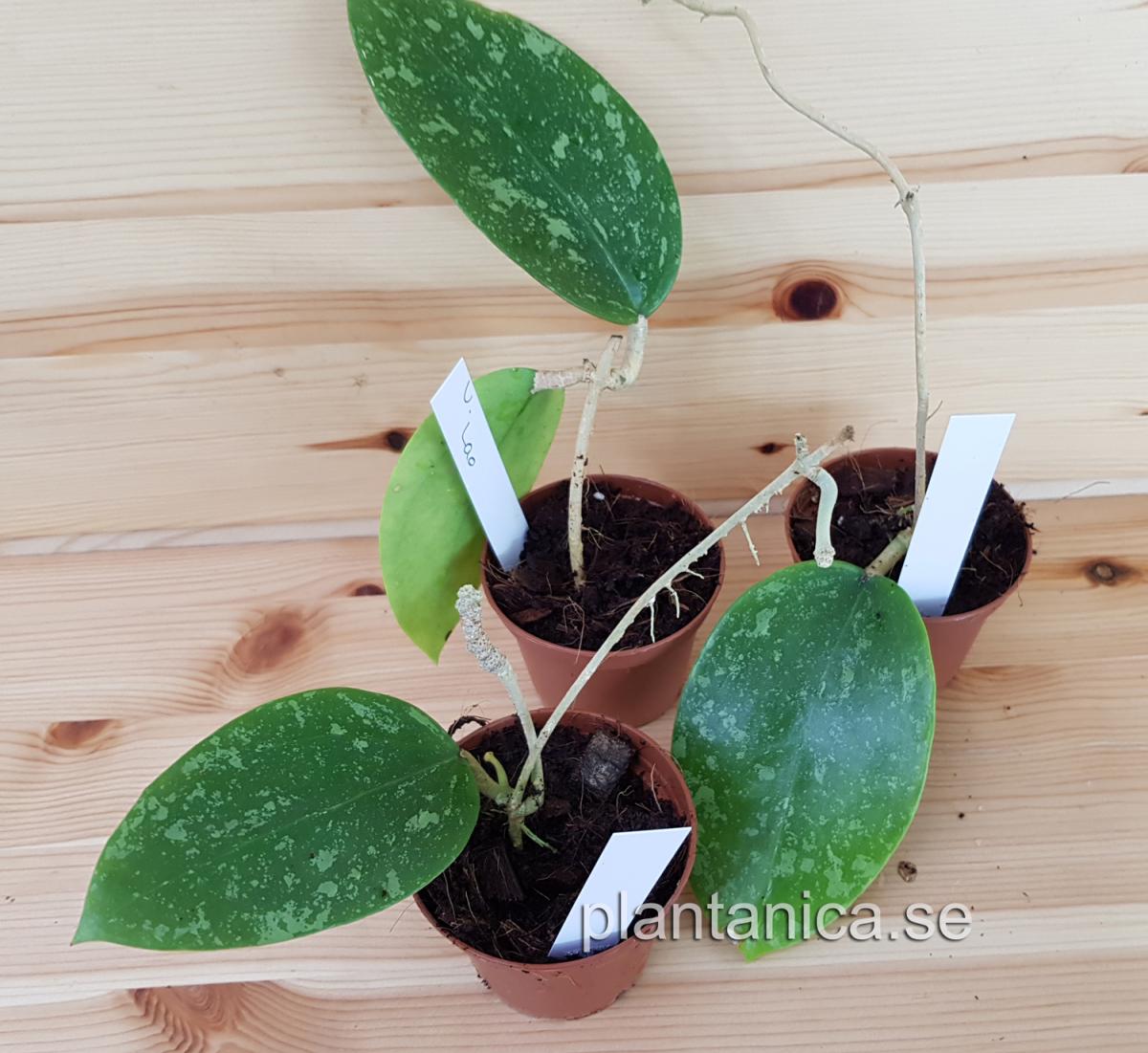 Hoya verticillata Lao1 rotad köp hos Plantanica webbutik