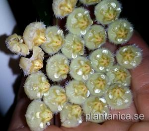 Hoya mirabilis clone A Small Leaf - rotad köp hos Plantanica webbutik