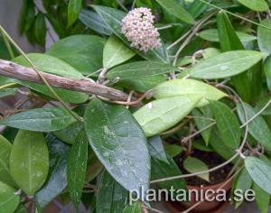 Hoya pallida rotad köp hos Plantanica webbutik