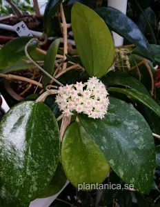 Hoya verticillata Lao1 rotad köp hos Plantanica webbutik